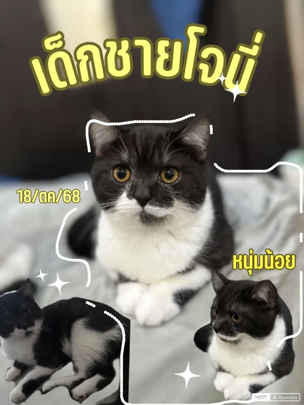 หาบ้านให้: โจนี่ (สก็อตติช โฟลด์)