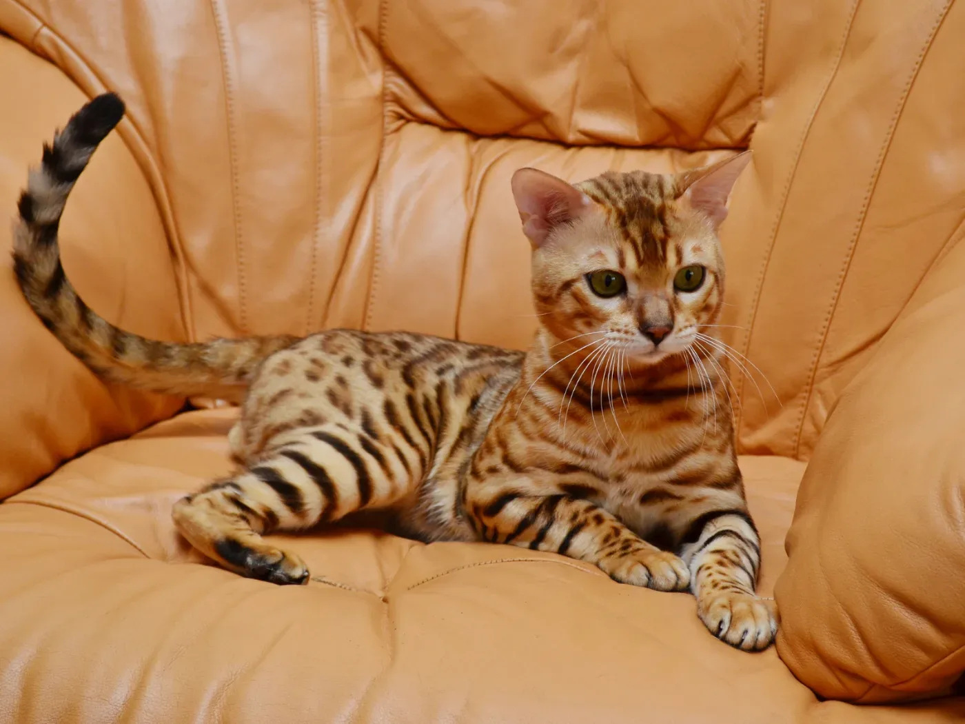 ลูน่า เปอร์เซีย เชียงใหม่ 2