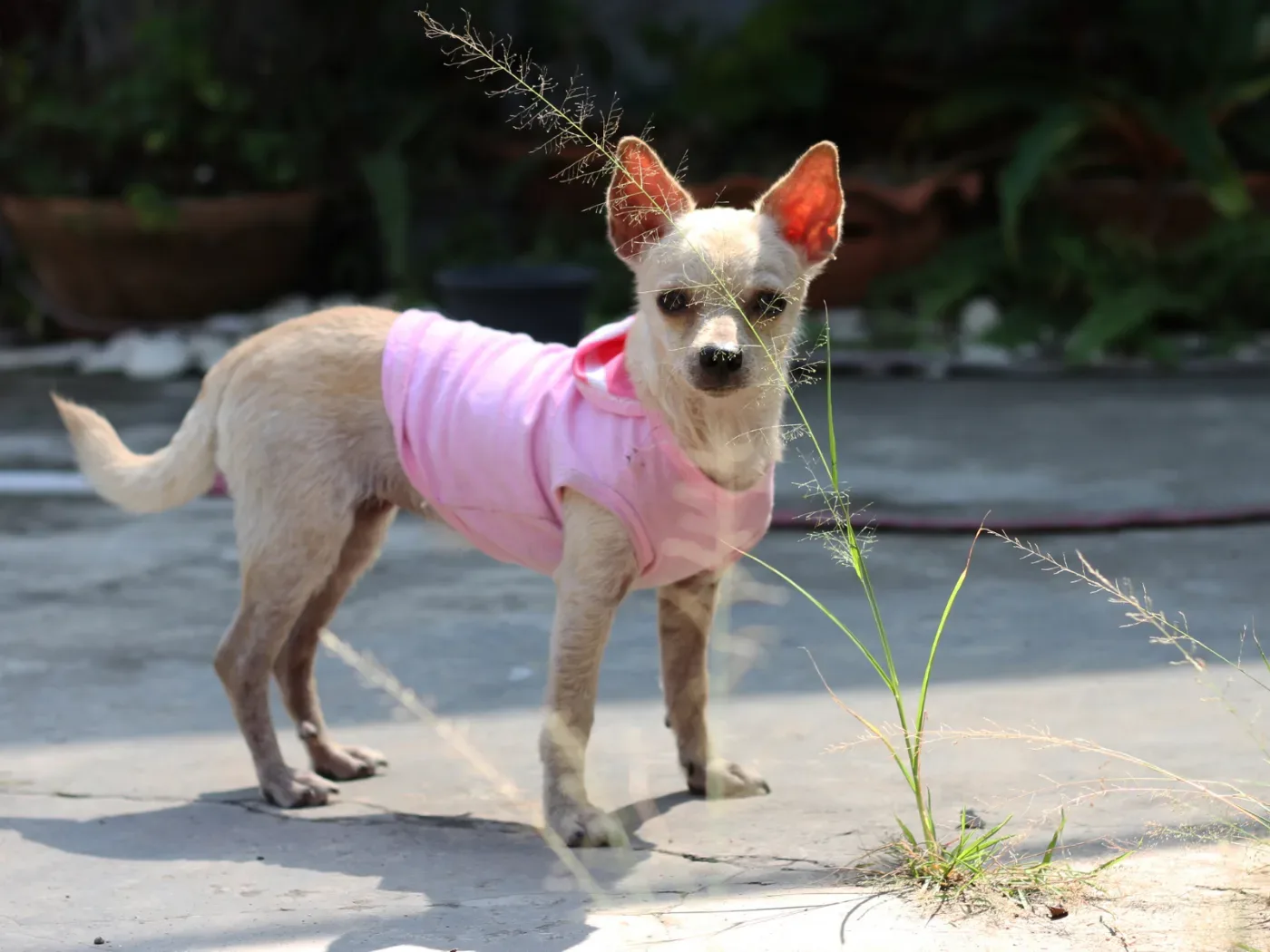 หาบ้านให้: ซันนี่ (ชิวาวา)
