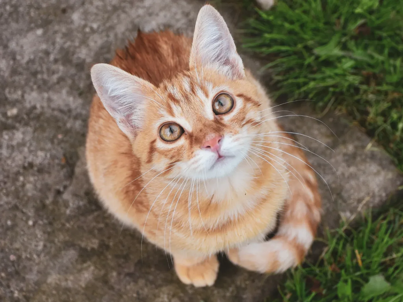 ปิงปิง ไทยแท้ สีส้มลายเสือ ขนสั้น เชียงใหม่