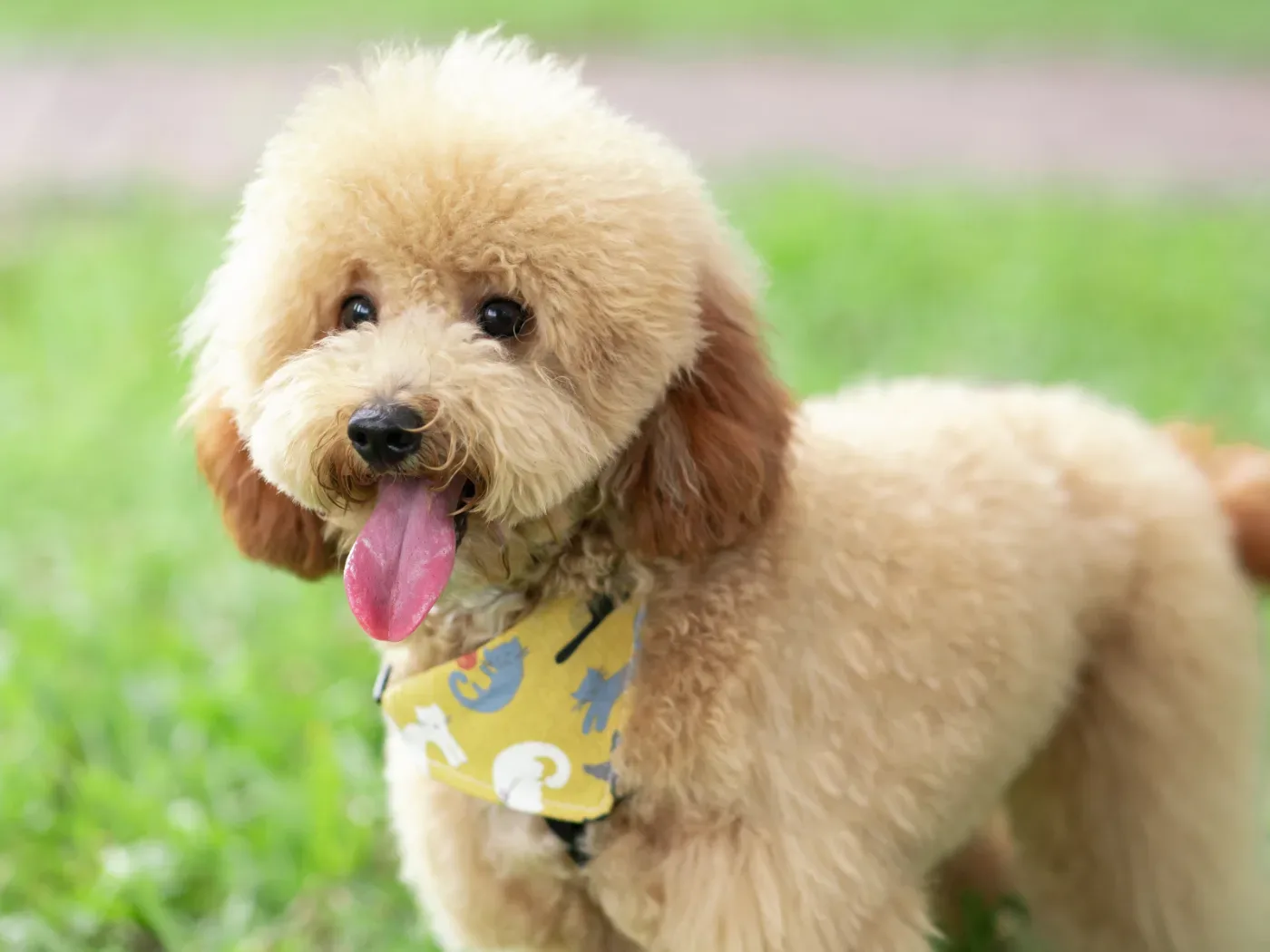 ลูน่า มอลตีส สีขาวล้วน ขนยาว โบว์สีชมพูบนหัว สงขลา