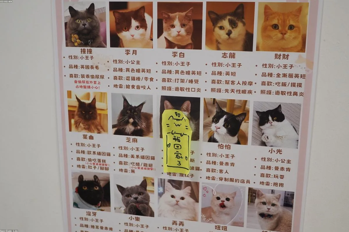 The Meow Corner Cafe - 2