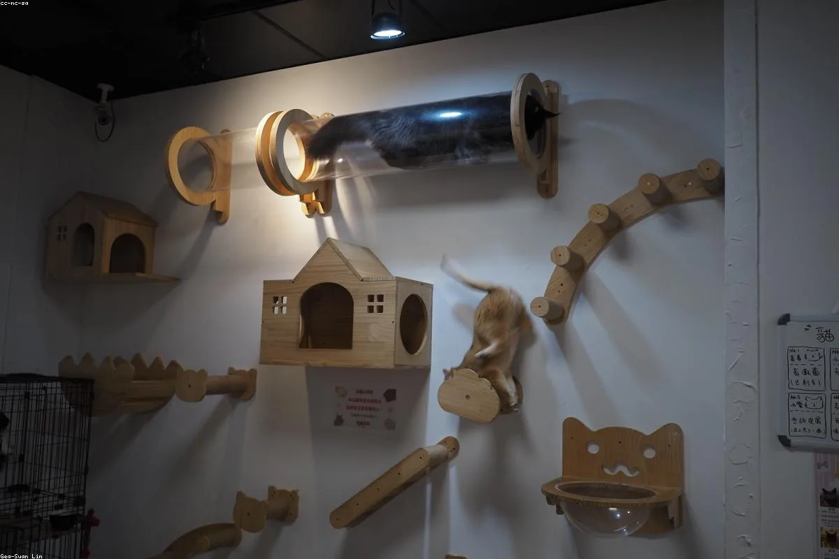 The Meow Corner Cafe - 3