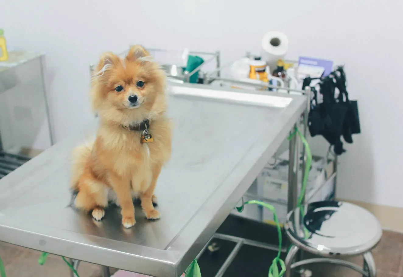 เพ็ท เลิฟเวอร์ส คลินิก (Pet Lovers Clinic) คลินิก-โรงพยาบาลสัตว์ นนทบุรี