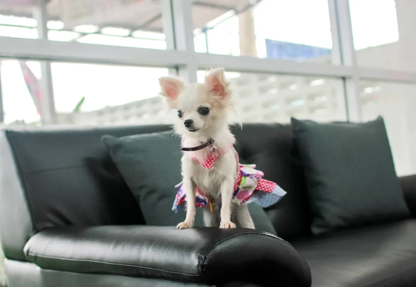 เพ็ท เลิฟเวอร์ส คลินิก (Pet Lovers Clinic) คลินิก-โรงพยาบาลสัตว์ นนทบุรี 2