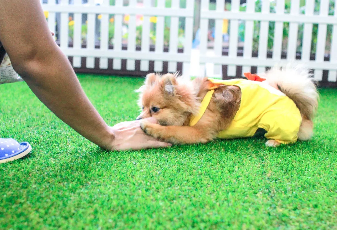 เพ็ท เลิฟเวอร์ส คลินิก (Pet Lovers Clinic) คลินิก-โรงพยาบาลสัตว์ นนทบุรี 4