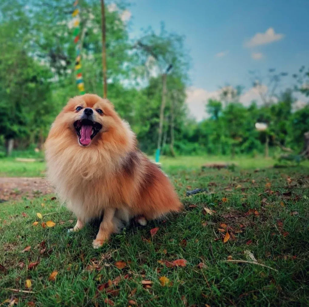 เพ็ท เลิฟเวอร์ส คลินิก (Pet Lovers Clinic) คลินิก-โรงพยาบาลสัตว์ นนทบุรี 5
