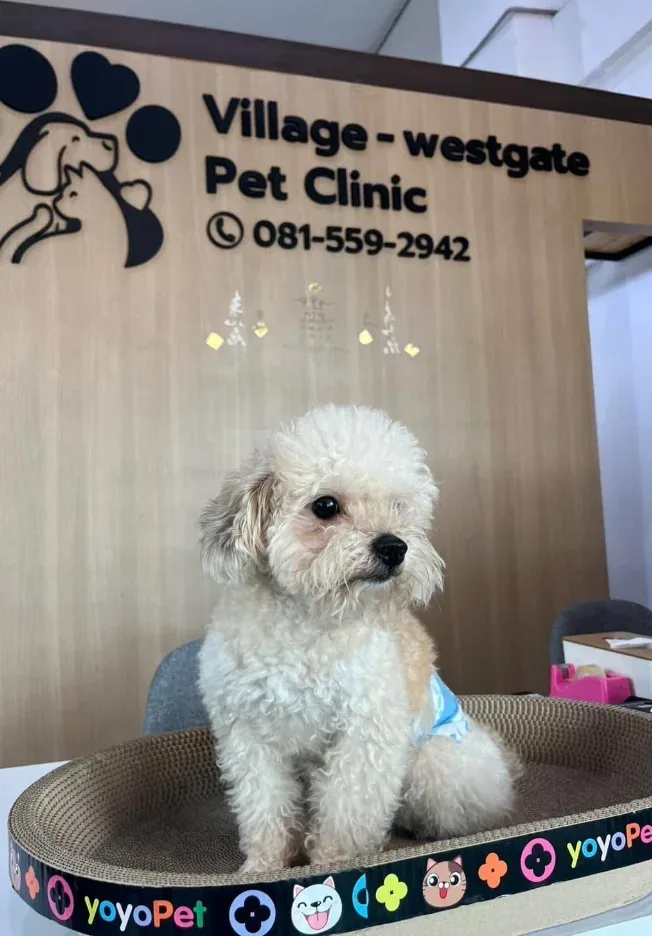 รักษาสัตว์วิลเลจ-เวสต์เกต Village-Westgate Pet Clinic คลินิก-โรงพยาบาลสัตว์ นนทบุรี 3