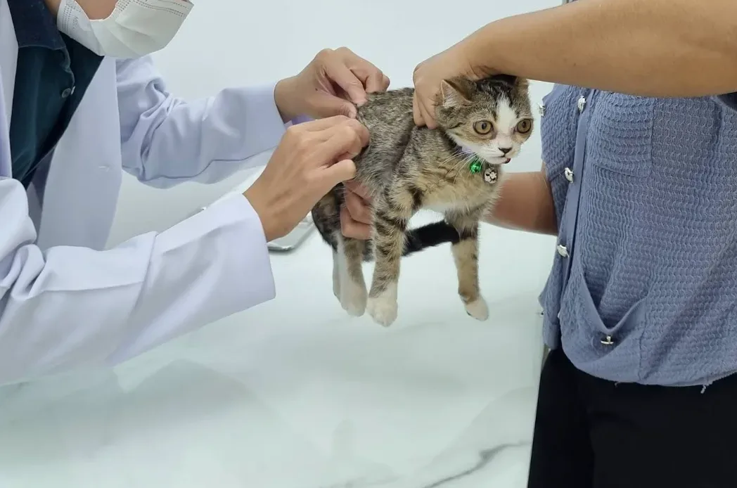 โมยา เพ็ทแคร์ (MOYA Pet Care) สาขา2 บางศรีเมือง คลินิก-โรงพยาบาลสัตว์ นนทบุรี 4