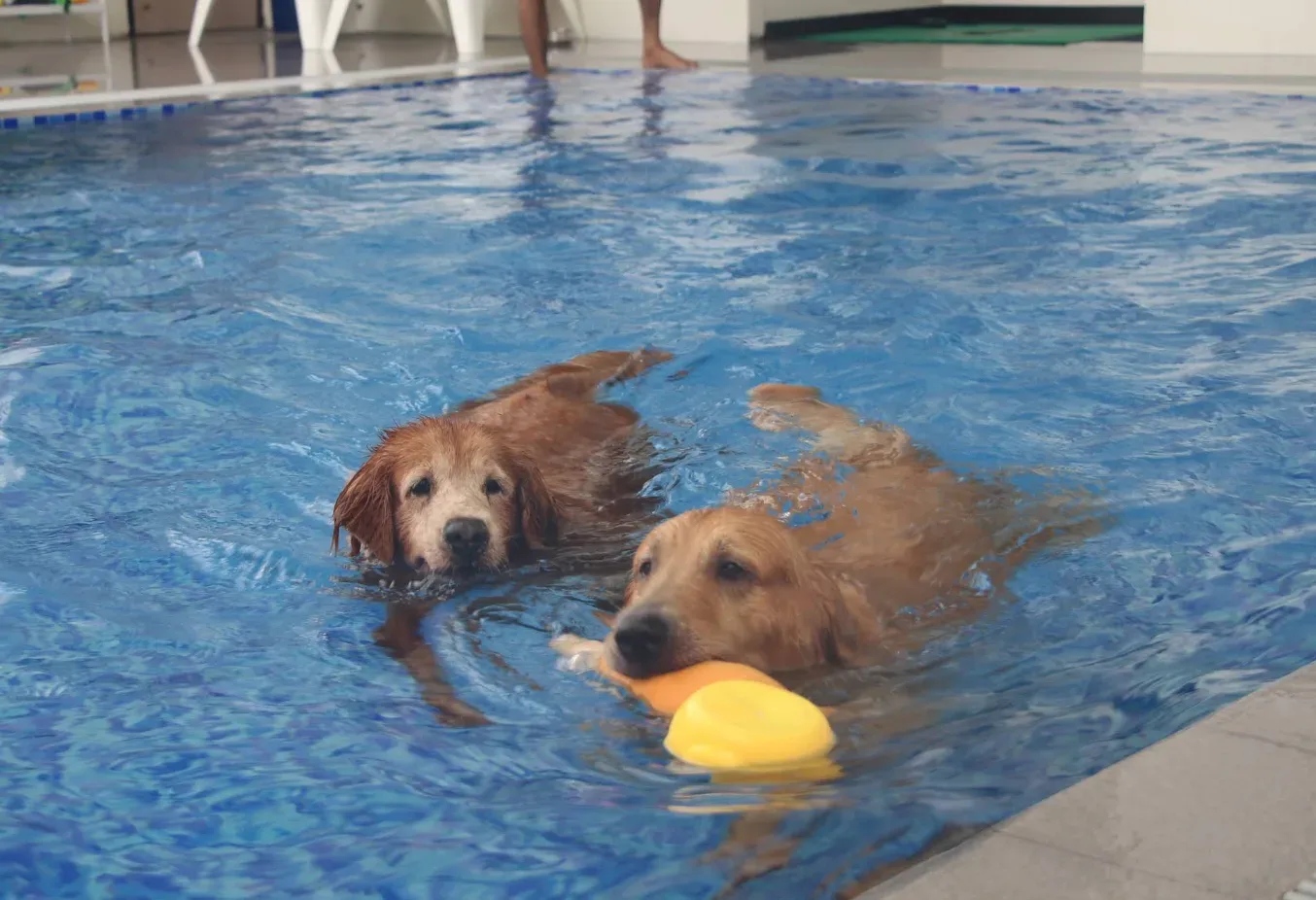 Thonglor Pet Hospital Rama 5 โรงพยาบาลสัตว์ ทองหล่อ พระราม 5 คลินิก-โรงพยาบาลสัตว์ นนทบุรี 2