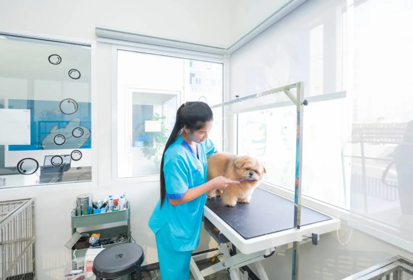 Thonglor Pet Hospital Rama 5 โรงพยาบาลสัตว์ ทองหล่อ พระราม 5 คลินิก-โรงพยาบาลสัตว์ นนทบุรี 4