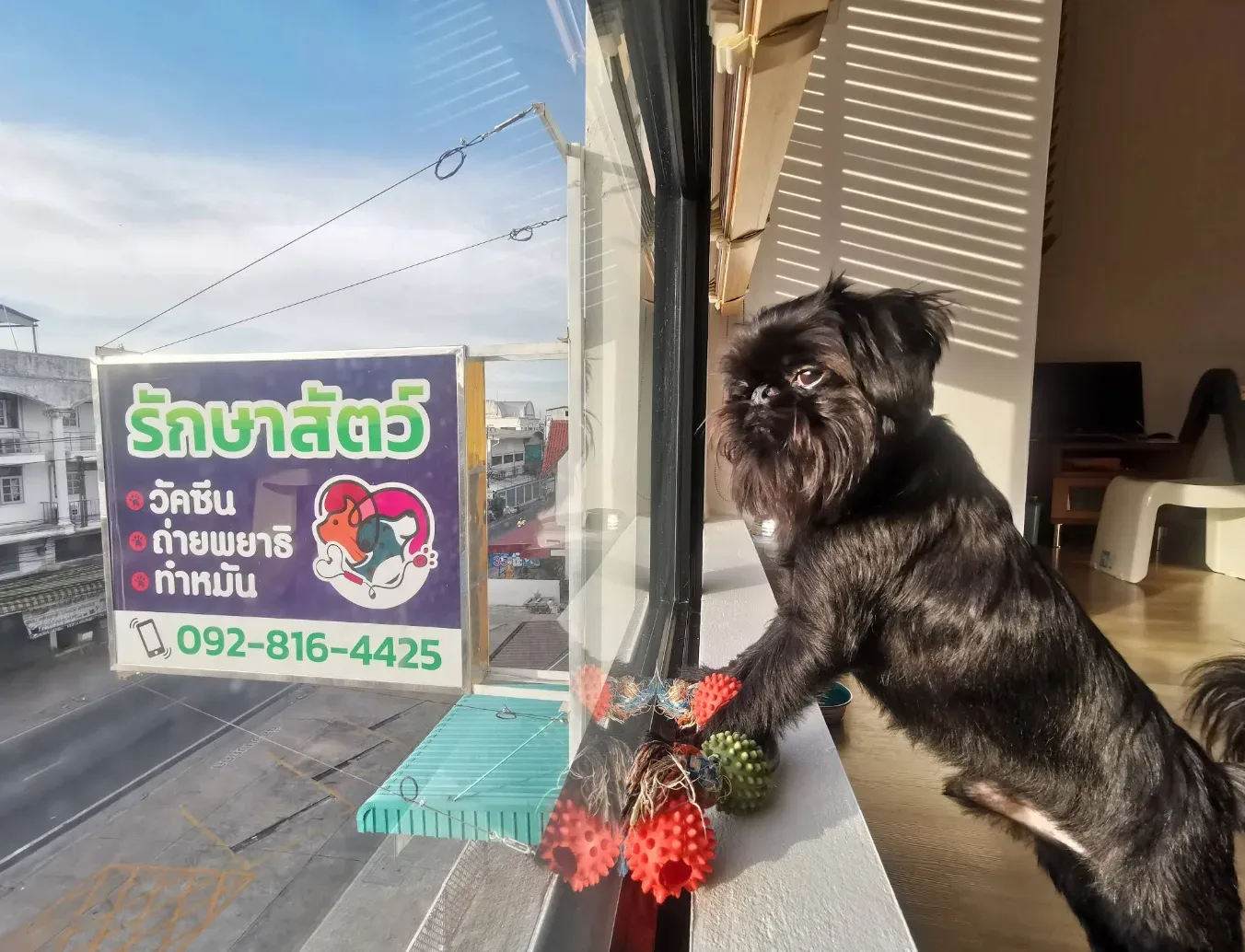 บวรรักษ์ สัตวแพทย์ คลินิก-โรงพยาบาลสัตว์ นนทบุรี