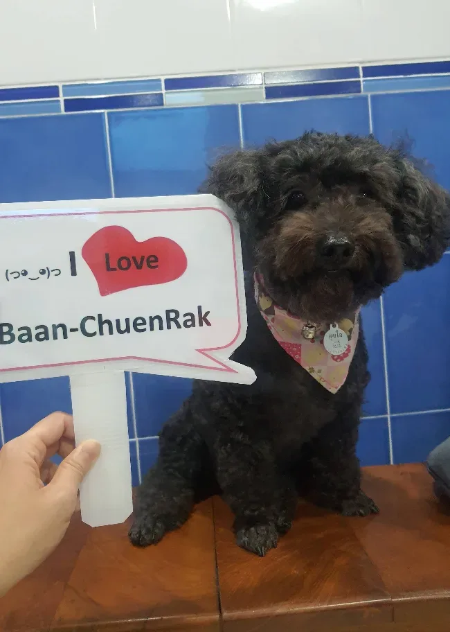 คลินิกบ้านชื่นรักษ์ รักษาสัตว์ คลินิก-โรงพยาบาลสัตว์ นนทบุรี 6