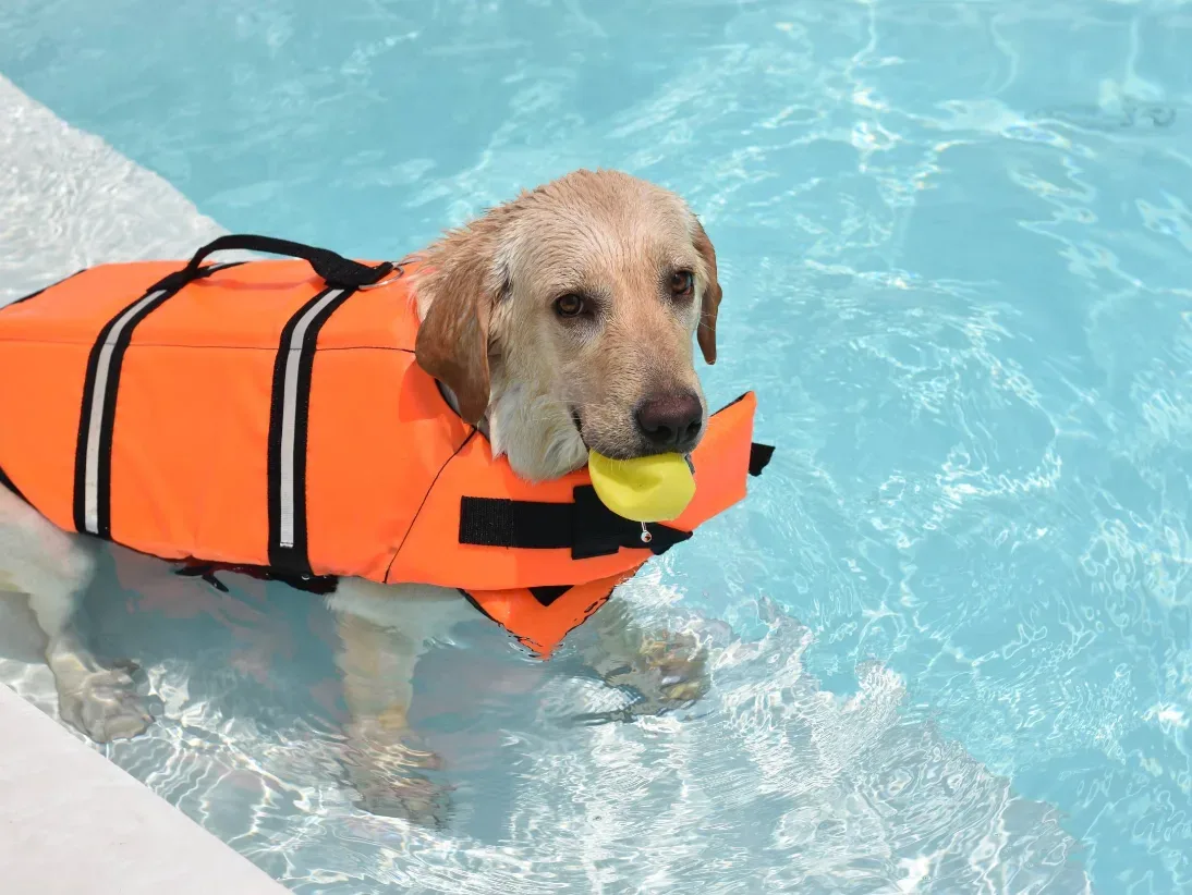 โรงพยาบาลสัตว์พอเพลิน สาขาชัยพฤกษ์ PawPlearn Animal Hospital