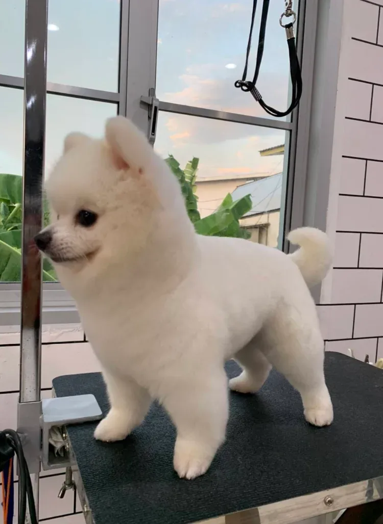 โรงพยาบาลสัตว์พอเพลิน สาขาชัยพฤกษ์ PawPlearn Animal Hospital คลินิก-โรงพยาบาลสัตว์ นนทบุรี 3