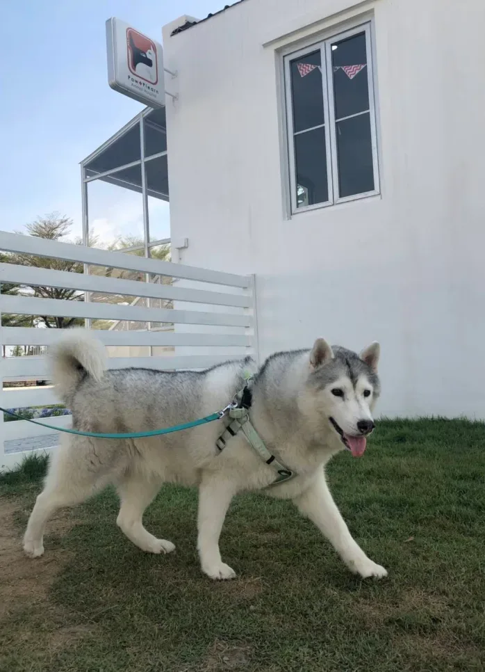โรงพยาบาลสัตว์พอเพลิน สาขาชัยพฤกษ์ PawPlearn Animal Hospital คลินิก-โรงพยาบาลสัตว์ นนทบุรี 6