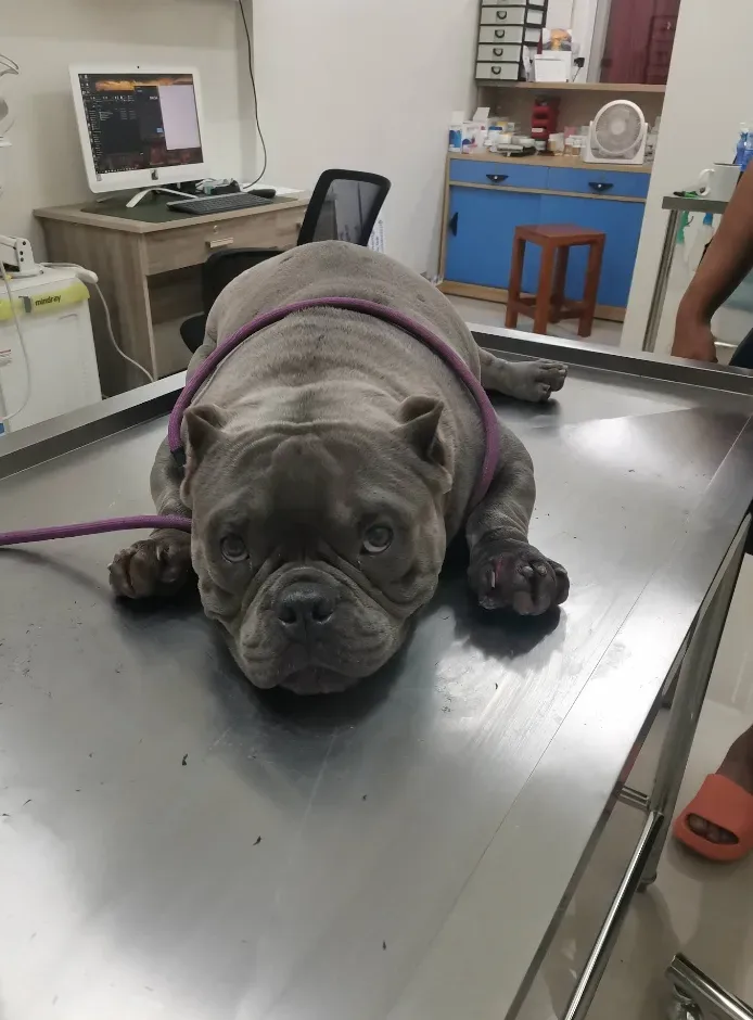 คลินิกอะโลฮ่ารักษาสัตว์ บางบัวทอง - Aloha Animal Clinic