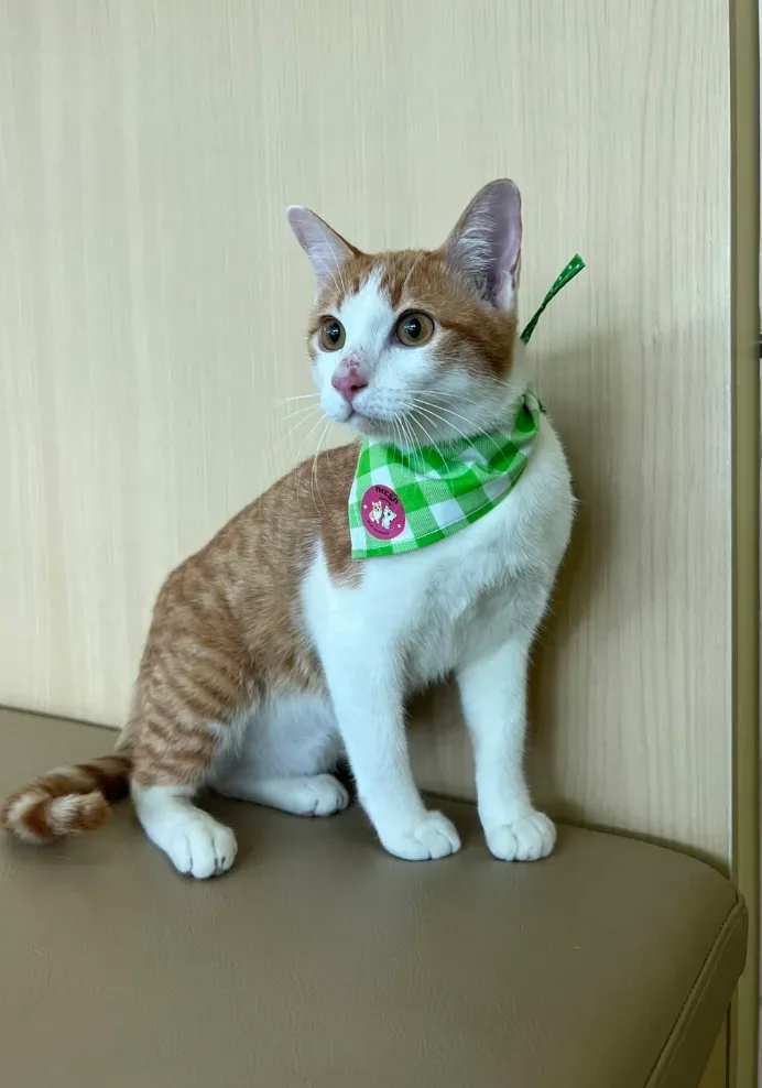 โรงพยาบาลสัตว์มาลิลีนและโรงแรมแมว บางบัวทอง-Malileen vet clinic