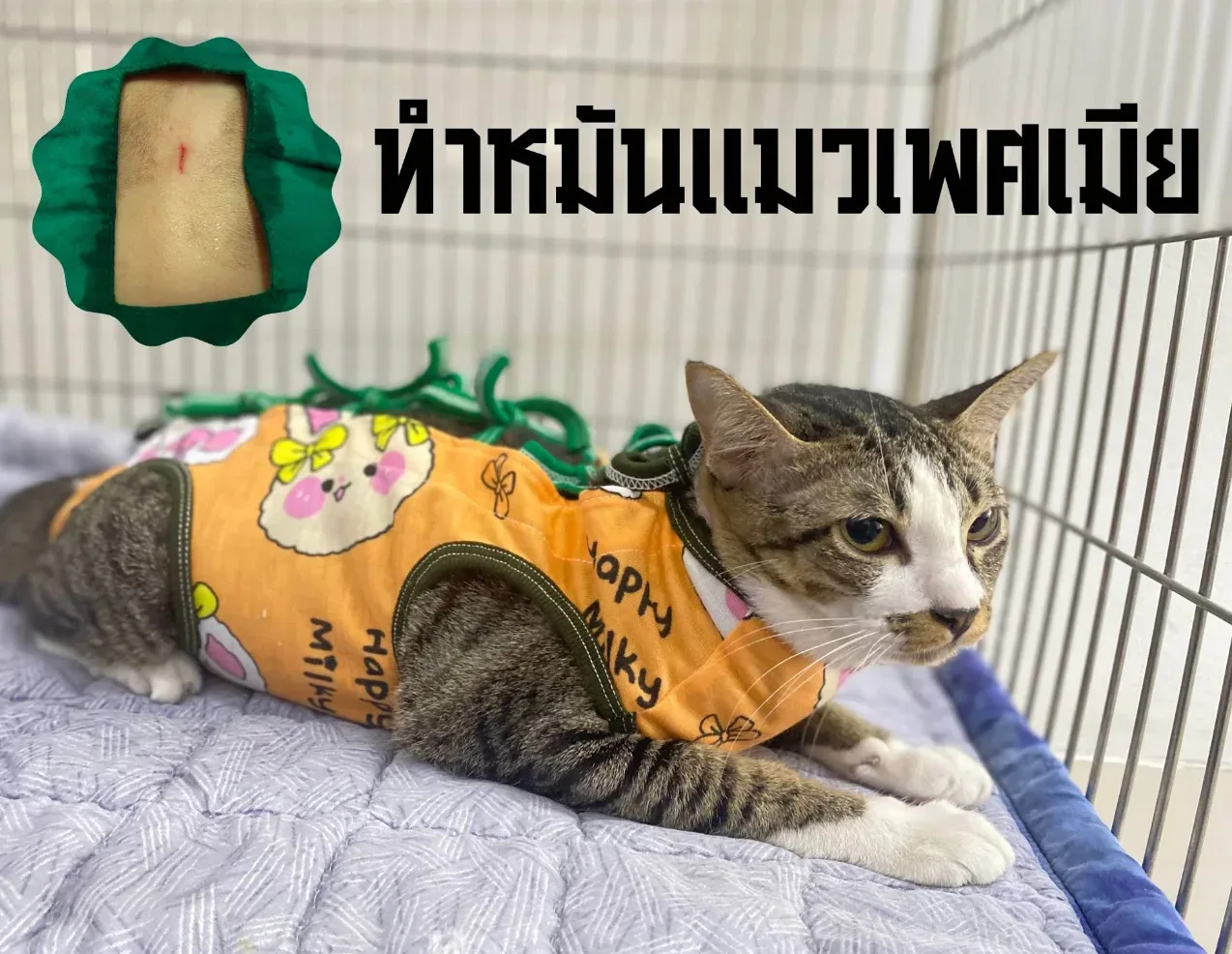 ธนัทรักษาสัตว์ Thanat Pet Clinic – บางใหญ่ คลินิก-โรงพยาบาลสัตว์ นนทบุรี