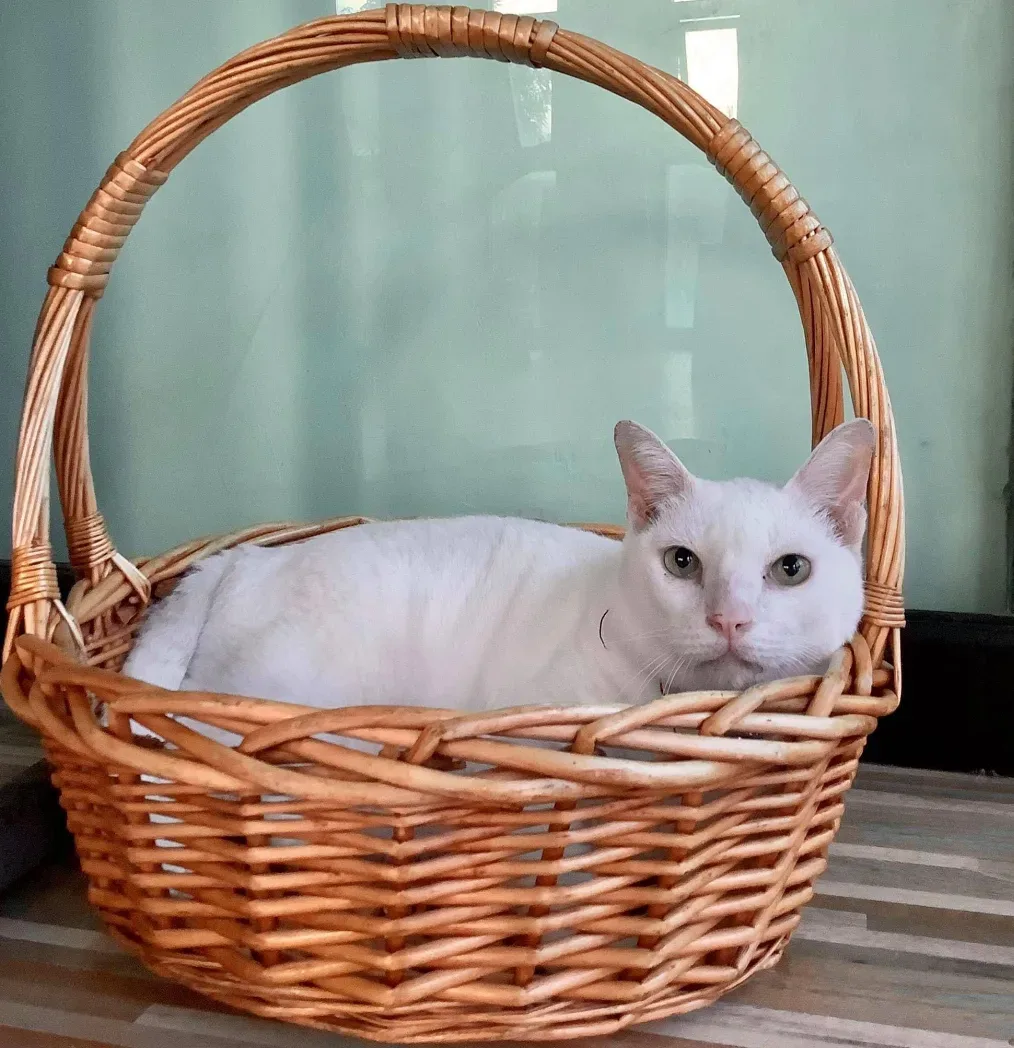 Sayan Veterinary คลินิก-โรงพยาบาลสัตว์ นนทบุรี 3