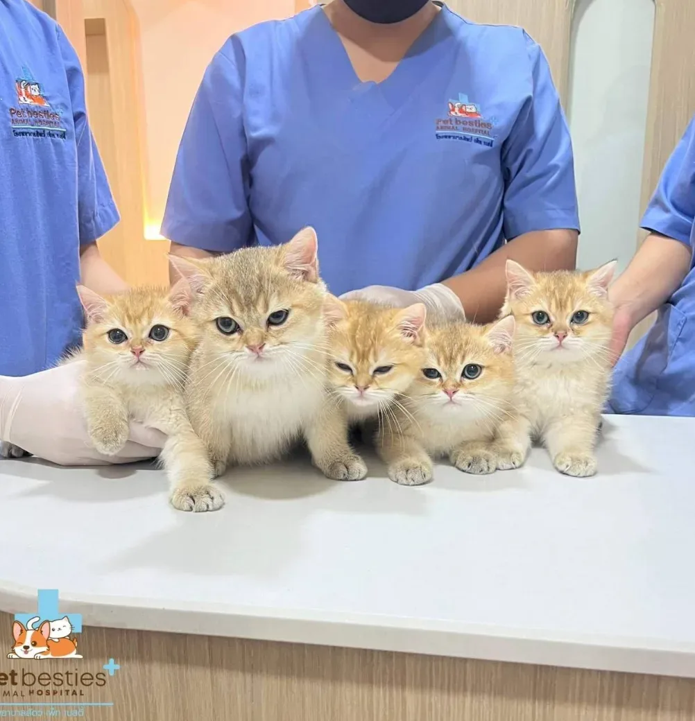 โรงพยาบาลสัตว์เพ็ทเบสตี้ Petbesties Animal Hospital คลินิก-โรงพยาบาลสัตว์ นนทบุรี