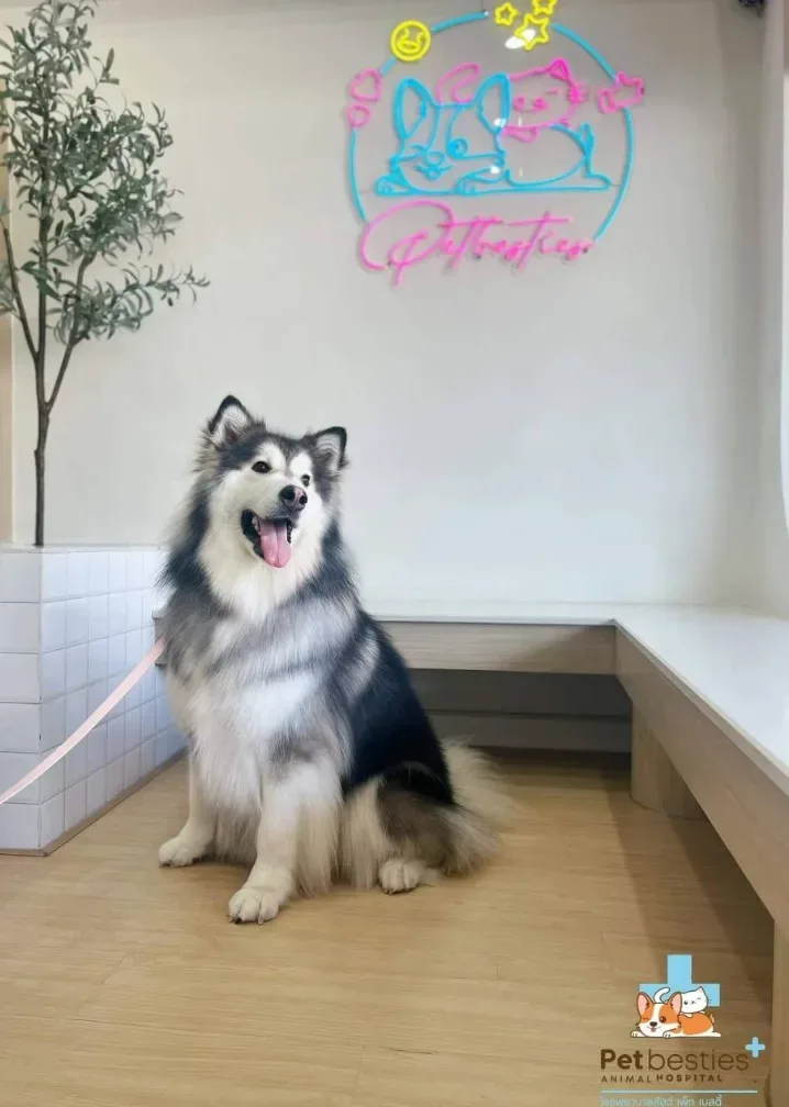 โรงพยาบาลสัตว์เพ็ทเบสตี้ Petbesties Animal Hospital คลินิก-โรงพยาบาลสัตว์ นนทบุรี 2