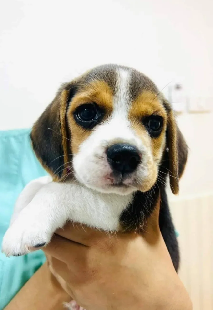 โรงพยาบาลสัตว์เพ็ทเบสตี้ Petbesties Animal Hospital คลินิก-โรงพยาบาลสัตว์ นนทบุรี 4
