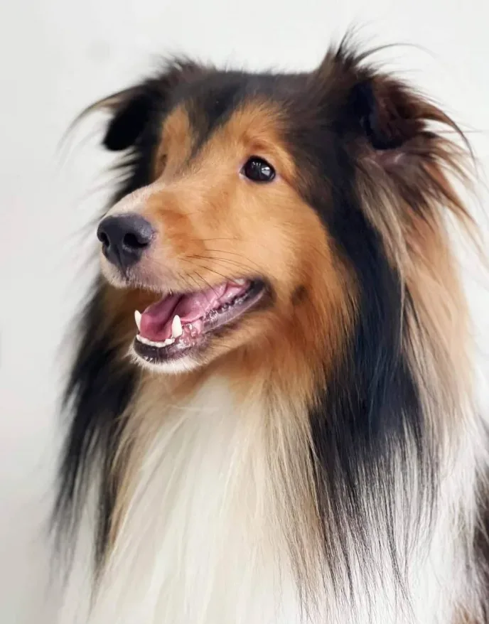 โรงพยาบาลสัตว์เพ็ทเบสตี้ Petbesties Animal Hospital คลินิก-โรงพยาบาลสัตว์ นนทบุรี 5