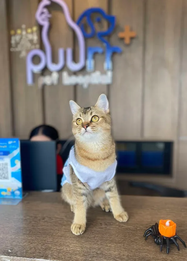 โรงพยาบาลสัตว์เพอร์พลัส | สาขาราชพฤกษ์ | PUURR+ pet hospital คลินิก-โรงพยาบาลสัตว์ นนทบุรี