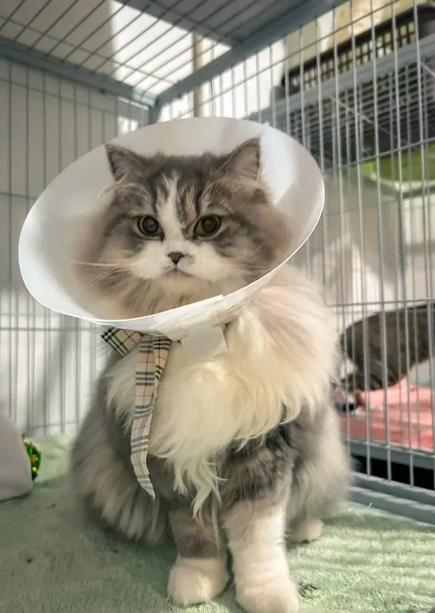 โรงพยาบาลสัตว์เพอร์พลัส | สาขาราชพฤกษ์ | PUURR+ pet hospital คลินิก-โรงพยาบาลสัตว์ นนทบุรี 2