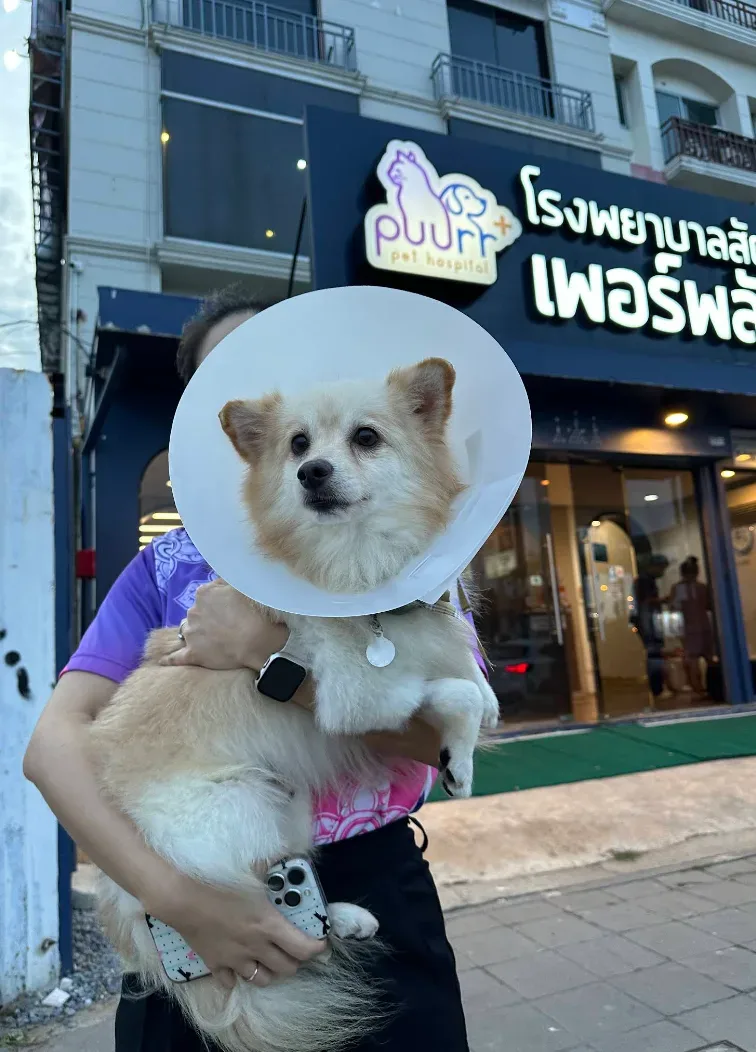 โรงพยาบาลสัตว์เพอร์พลัส | สาขาราชพฤกษ์ | PUURR+ pet hospital คลินิก-โรงพยาบาลสัตว์ นนทบุรี 3