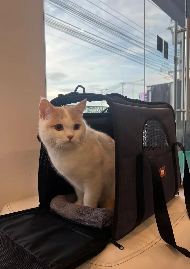 โรงพยาบาลสัตว์เพอร์พลัส | สาขาราชพฤกษ์ | PUURR+ pet hospital คลินิก-โรงพยาบาลสัตว์ นนทบุรี 4