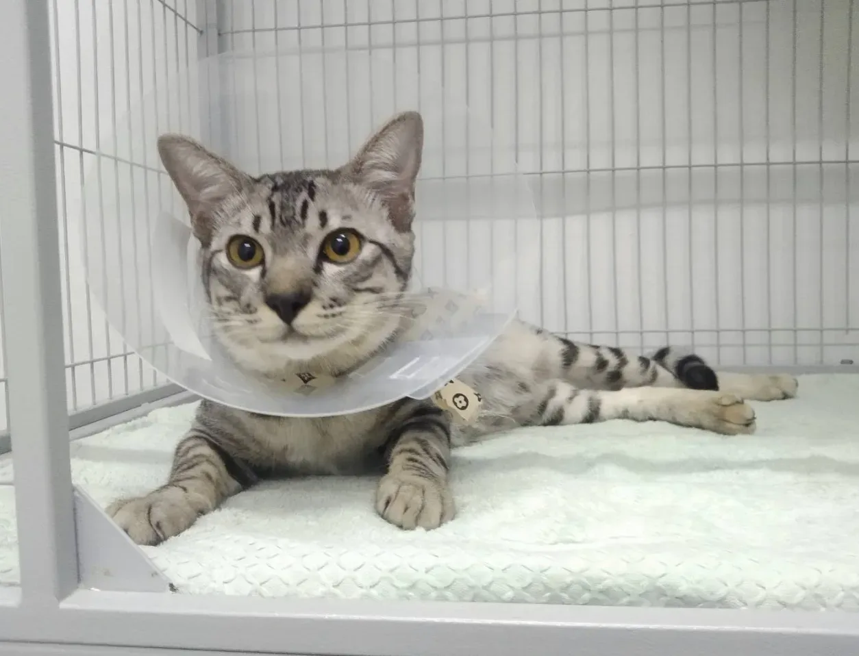 โรงพยาบาลสัตว์เพอร์พลัส | สาขาราชพฤกษ์ | PUURR+ pet hospital คลินิก-โรงพยาบาลสัตว์ นนทบุรี 6