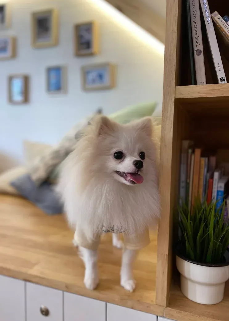 Pet Empire Pet Hospital คลินิก-โรงพยาบาลสัตว์ นนทบุรี 6