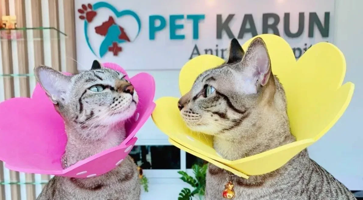 Pet Karun โรงพยาบาลสัตว์ เพ็ท การุณย์ คลินิก-โรงพยาบาลสัตว์ นนทบุรี