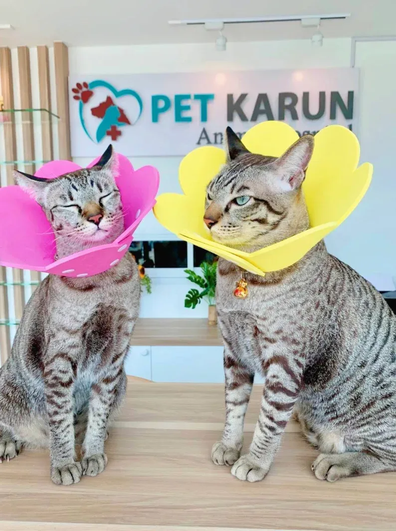 Pet Karun โรงพยาบาลสัตว์ เพ็ท การุณย์ คลินิก-โรงพยาบาลสัตว์ นนทบุรี 2