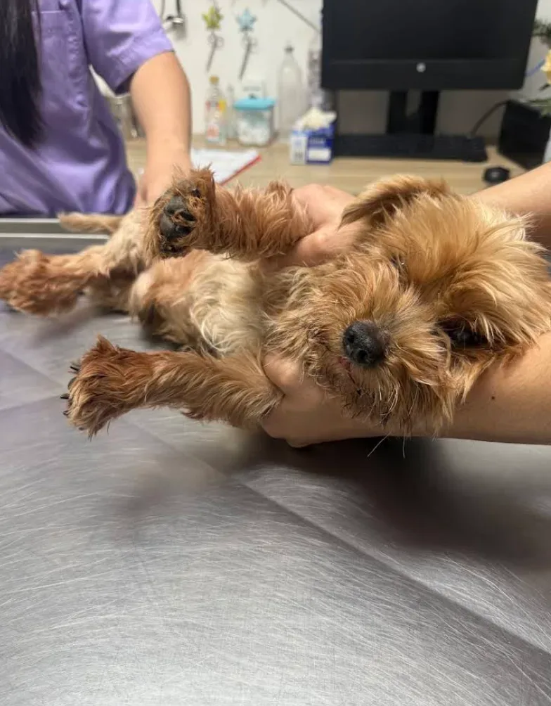Pet Karun โรงพยาบาลสัตว์ เพ็ท การุณย์ คลินิก-โรงพยาบาลสัตว์ นนทบุรี 4