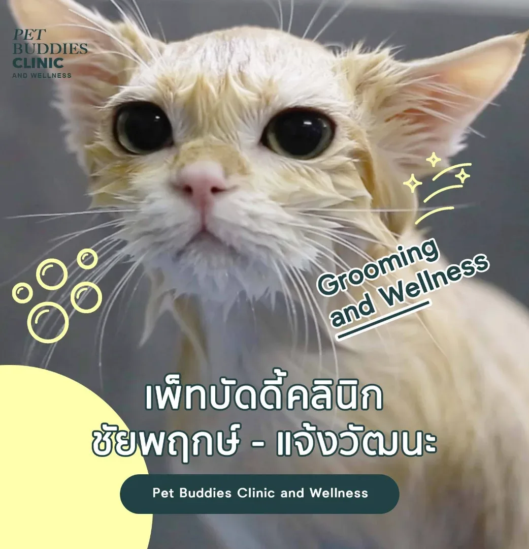 Pet Buddies Animal Hospital and Wellness คลินิก-โรงพยาบาลสัตว์ นนทบุรี