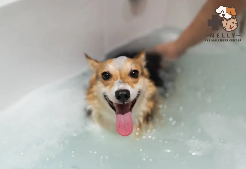 เนลลี่ เพ็ท เวลเนส เซ็นเตอร์ สาขา โรบินสัน ไลฟ์สไตล์ ราชพฤกษ์ NELLY PET WELLNESS CENTER คลินิก-โรงพยาบาลสัตว์ นนทบุรี 2