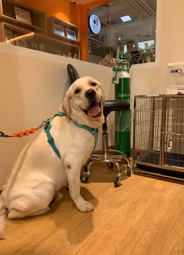 เนลลี่ เพ็ท เวลเนส เซ็นเตอร์ สาขา โรบินสัน ไลฟ์สไตล์ ราชพฤกษ์ NELLY PET WELLNESS CENTER คลินิก-โรงพยาบาลสัตว์ นนทบุรี 5