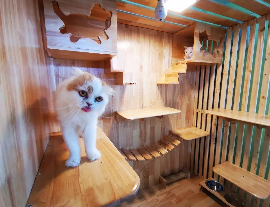 LPD Cat Hotel (โรงแรมแมว) คลินิก-โรงพยาบาลสัตว์ นนทบุรี