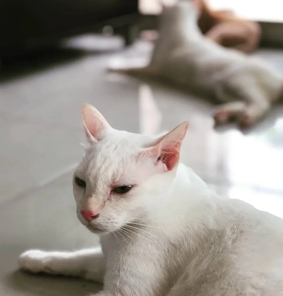 LPD Cat Hotel (โรงแรมแมว) คลินิก-โรงพยาบาลสัตว์ นนทบุรี 4