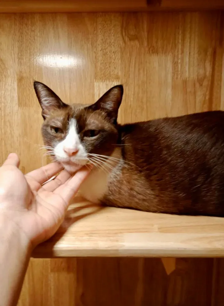 LPD Cat Hotel (โรงแรมแมว) คลินิก-โรงพยาบาลสัตว์ นนทบุรี 5