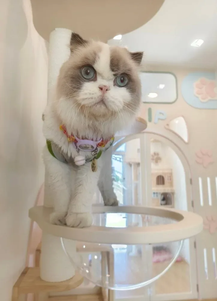 Paw Snap Grooming and Cat Hotel (โรงแรมแมว, อาบน้ำตัดขนสุนัขแมว, คลินิกรักษาสัตว์) คลินิก-โรงพยาบาลสัตว์ นนทบุรี 3