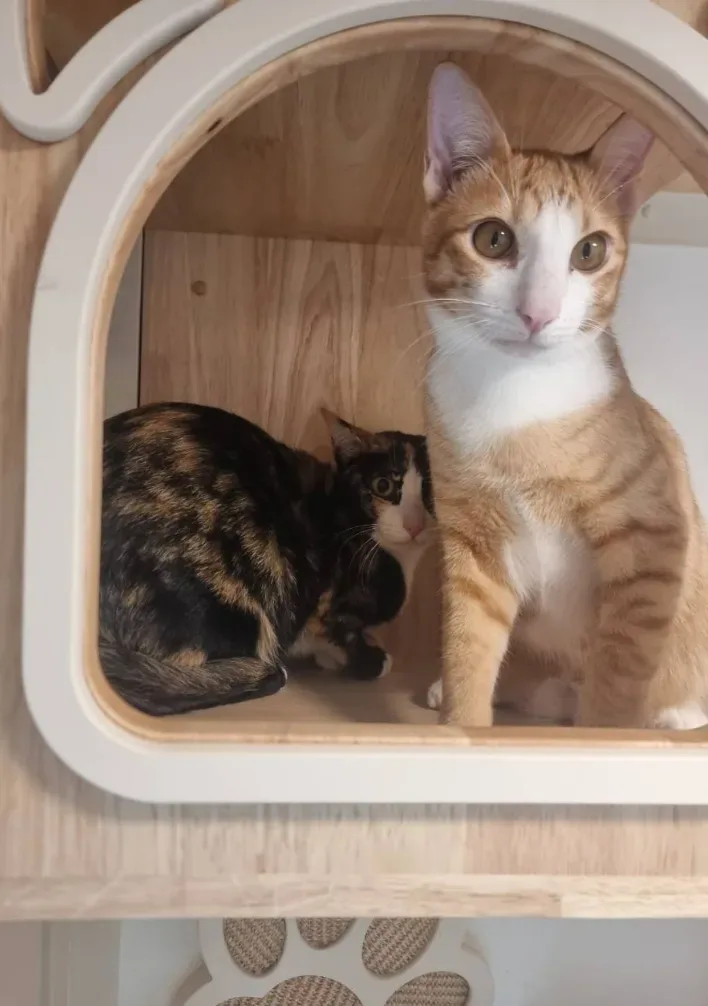 Paw Snap Grooming and Cat Hotel (โรงแรมแมว, อาบน้ำตัดขนสุนัขแมว, คลินิกรักษาสัตว์) คลินิก-โรงพยาบาลสัตว์ นนทบุรี 4