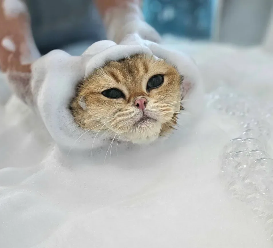 Paw Snap Grooming and Cat Hotel (โรงแรมแมว, อาบน้ำตัดขนสุนัขแมว, คลินิกรักษาสัตว์) คลินิก-โรงพยาบาลสัตว์ นนทบุรี 6