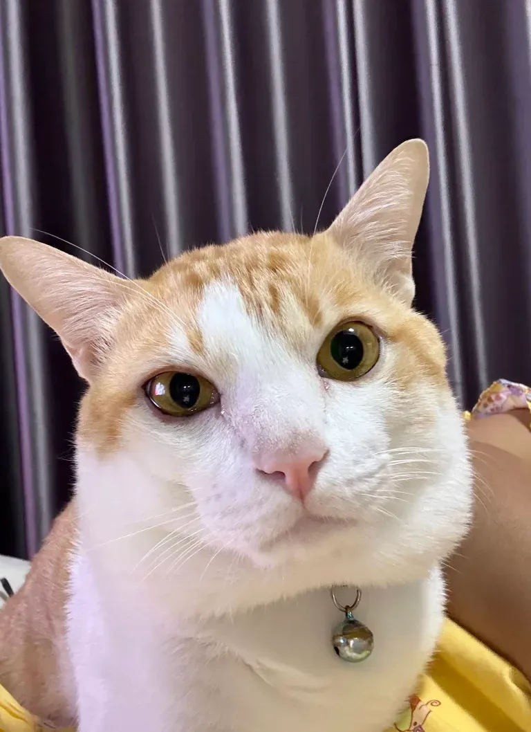 คลินิกสัตวแพทย์ 761 – VET 761 animal clinic คลินิก-โรงพยาบาลสัตว์ นนทบุรี 4