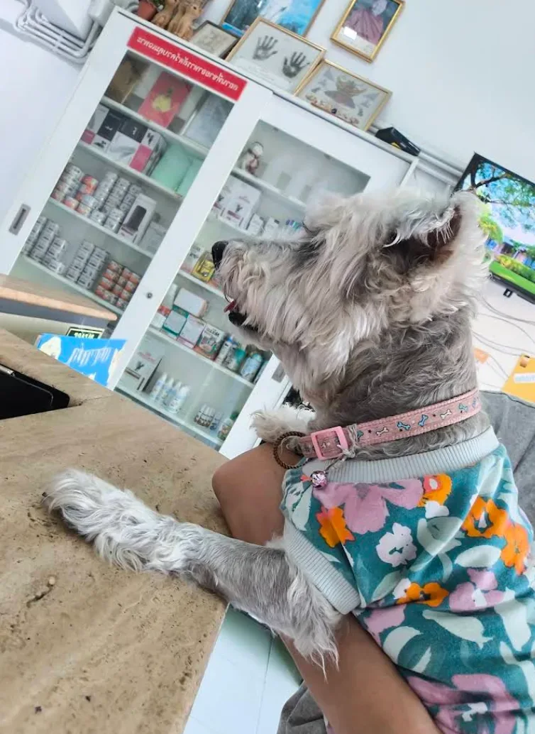 คลินิกสัตวแพทย์ 761 – VET 761 animal clinic คลินิก-โรงพยาบาลสัตว์ นนทบุรี 5