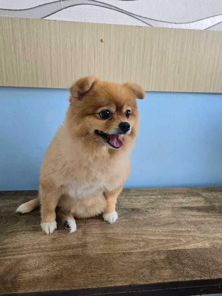 คลินิกสัตวแพทย์ 761 – VET 761 animal clinic คลินิก-โรงพยาบาลสัตว์ นนทบุรี 6