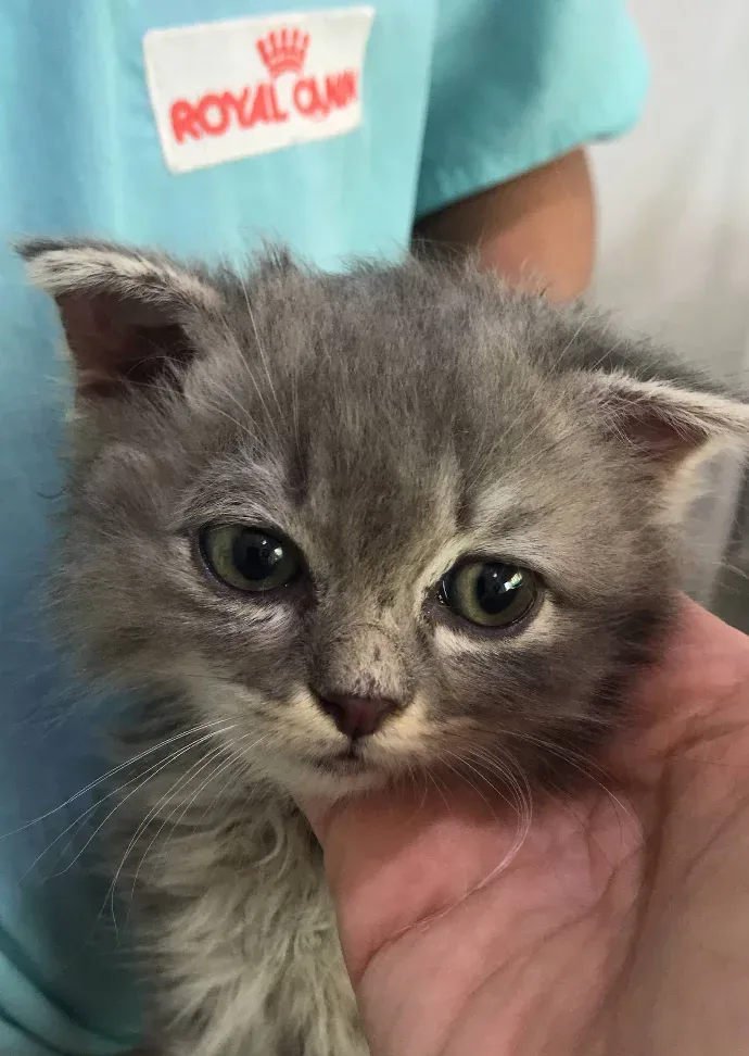 MJ Pet Hospital คลินิก-โรงพยาบาลสัตว์ นนทบุรี 6